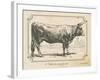 Farm Bull I-Gwendolyn Babbitt-Framed Art Print