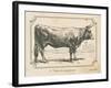Farm Bull I-Gwendolyn Babbitt-Framed Art Print