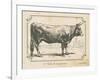 Farm Bull I-Gwendolyn Babbitt-Framed Art Print