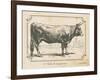 Farm Bull I-Gwendolyn Babbitt-Framed Art Print