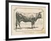 Farm Bull I-Gwendolyn Babbitt-Framed Art Print