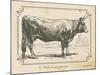 Farm Bull I-Gwendolyn Babbitt-Mounted Art Print