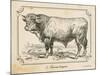 Farm Bull II-Gwendolyn Babbitt-Mounted Art Print