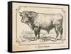 Farm Bull II-Gwendolyn Babbitt-Framed Stretched Canvas