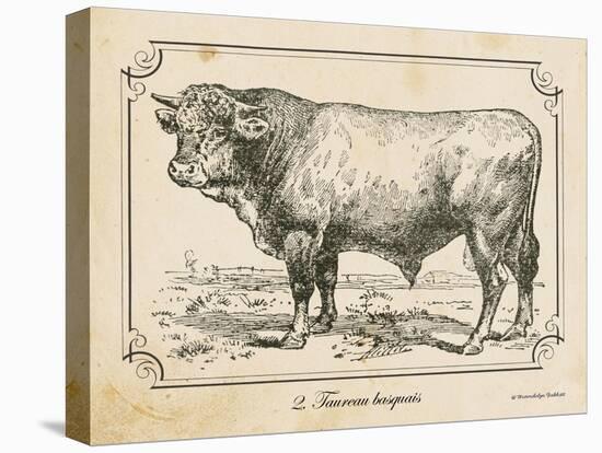 Farm Bull II-Gwendolyn Babbitt-Stretched Canvas
