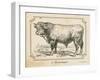 Farm Bull II-Gwendolyn Babbitt-Framed Art Print