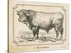 Farm Bull II-Gwendolyn Babbitt-Stretched Canvas