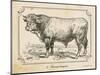 Farm Bull II-Gwendolyn Babbitt-Mounted Art Print