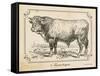 Farm Bull II-Gwendolyn Babbitt-Framed Stretched Canvas