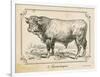 Farm Bull II-Gwendolyn Babbitt-Framed Art Print