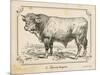 Farm Bull II-Gwendolyn Babbitt-Mounted Art Print