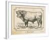 Farm Bull II-Gwendolyn Babbitt-Framed Art Print