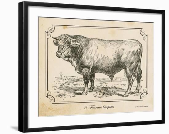 Farm Bull II-Gwendolyn Babbitt-Framed Art Print