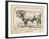 Farm Bull II-Gwendolyn Babbitt-Framed Art Print