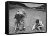 Farm Children Gleaning Field After Wheat Harvest-William Vandivert-Framed Stretched Canvas