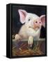 Farm Club II-Carolyne Hawley-Framed Stretched Canvas