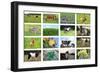 Farm Collage-miff32-Framed Art Print