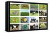 Farm Collage-miff32-Framed Stretched Canvas