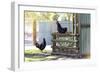 Farm Conversations-Incredi-Framed Giclee Print