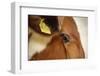 Farm, Cow, Eye, Ear Mark, Close-Up-Catharina Lux-Framed Premium Photographic Print