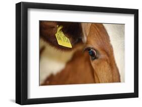 Farm, Cow, Eye, Ear Mark, Close-Up-Catharina Lux-Framed Photographic Print