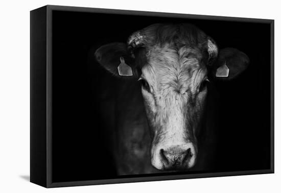 Farm Cow Portrait on Black Background-Martin Gallie-Framed Stretched Canvas