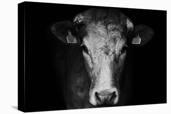 Farm Cow Portrait on Black Background-Martin Gallie-Stretched Canvas