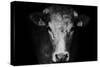 Farm Cow Portrait on Black Background-Martin Gallie-Stretched Canvas
