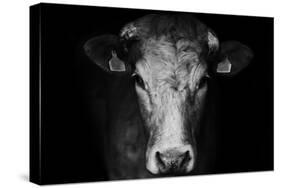 Farm Cow Portrait on Black Background-Martin Gallie-Stretched Canvas