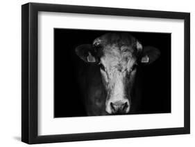 Farm Cow Portrait on Black Background-Martin Gallie-Framed Photographic Print