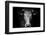 Farm Cow Portrait on Black Background-Martin Gallie-Framed Photographic Print