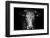 Farm Cow Portrait on Black Background-Martin Gallie-Framed Photographic Print