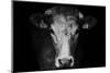 Farm Cow Portrait on Black Background-Martin Gallie-Mounted Photographic Print