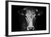 Farm Cow Portrait on Black Background-Martin Gallie-Framed Photographic Print