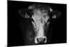 Farm Cow Portrait on Black Background-Martin Gallie-Mounted Photographic Print