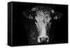 Farm Cow Portrait on Black Background-Martin Gallie-Framed Stretched Canvas