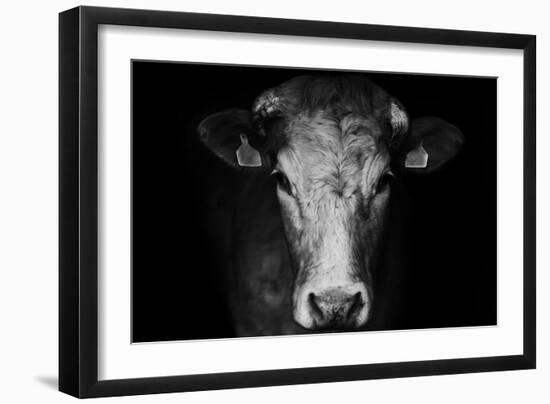 Farm Cow Portrait on Black Background-Martin Gallie-Framed Photographic Print