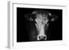 Farm Cow Portrait on Black Background-Martin Gallie-Framed Photographic Print