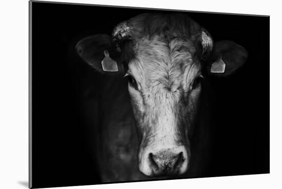 Farm Cow Portrait on Black Background-Martin Gallie-Mounted Photographic Print
