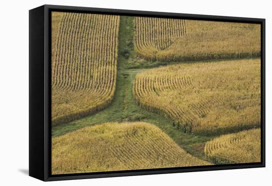 Farm Crops, Rukuhia, Near Hamilton, Waikato, North Island, New Zealand, Aerial-David Wall-Framed Stretched Canvas