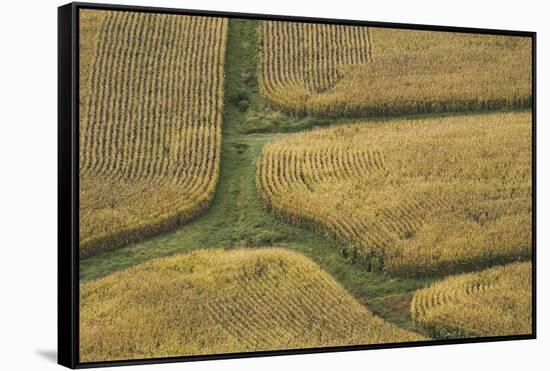 Farm Crops, Rukuhia, Near Hamilton, Waikato, North Island, New Zealand, Aerial-David Wall-Framed Stretched Canvas