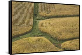 Farm Crops, Rukuhia, Near Hamilton, Waikato, North Island, New Zealand, Aerial-David Wall-Framed Stretched Canvas