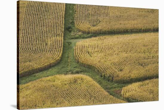 Farm Crops, Rukuhia, Near Hamilton, Waikato, North Island, New Zealand, Aerial-David Wall-Stretched Canvas