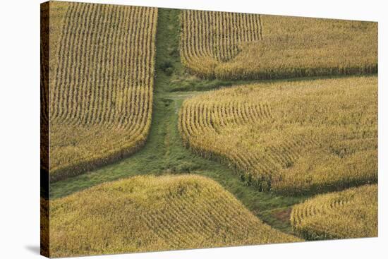 Farm Crops, Rukuhia, Near Hamilton, Waikato, North Island, New Zealand, Aerial-David Wall-Stretched Canvas