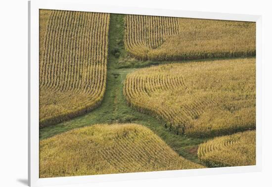 Farm Crops, Rukuhia, Near Hamilton, Waikato, North Island, New Zealand, Aerial-David Wall-Framed Photographic Print