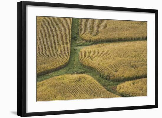 Farm Crops, Rukuhia, Near Hamilton, Waikato, North Island, New Zealand, Aerial-David Wall-Framed Photographic Print