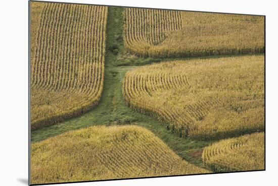 Farm Crops, Rukuhia, Near Hamilton, Waikato, North Island, New Zealand, Aerial-David Wall-Mounted Photographic Print