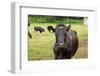 Farm, Dairy Cows on the Pasture-Catharina Lux-Framed Photographic Print