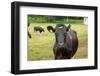 Farm, Dairy Cows on the Pasture-Catharina Lux-Framed Premium Photographic Print