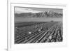 Farm, Farm Workers, Mt. Williamson in Background-Ansel Adams-Framed Premium Giclee Print